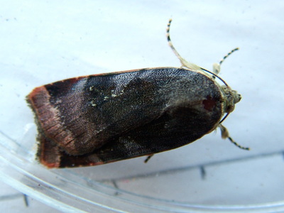 Lesser Broad-bordered Yellow Underwing